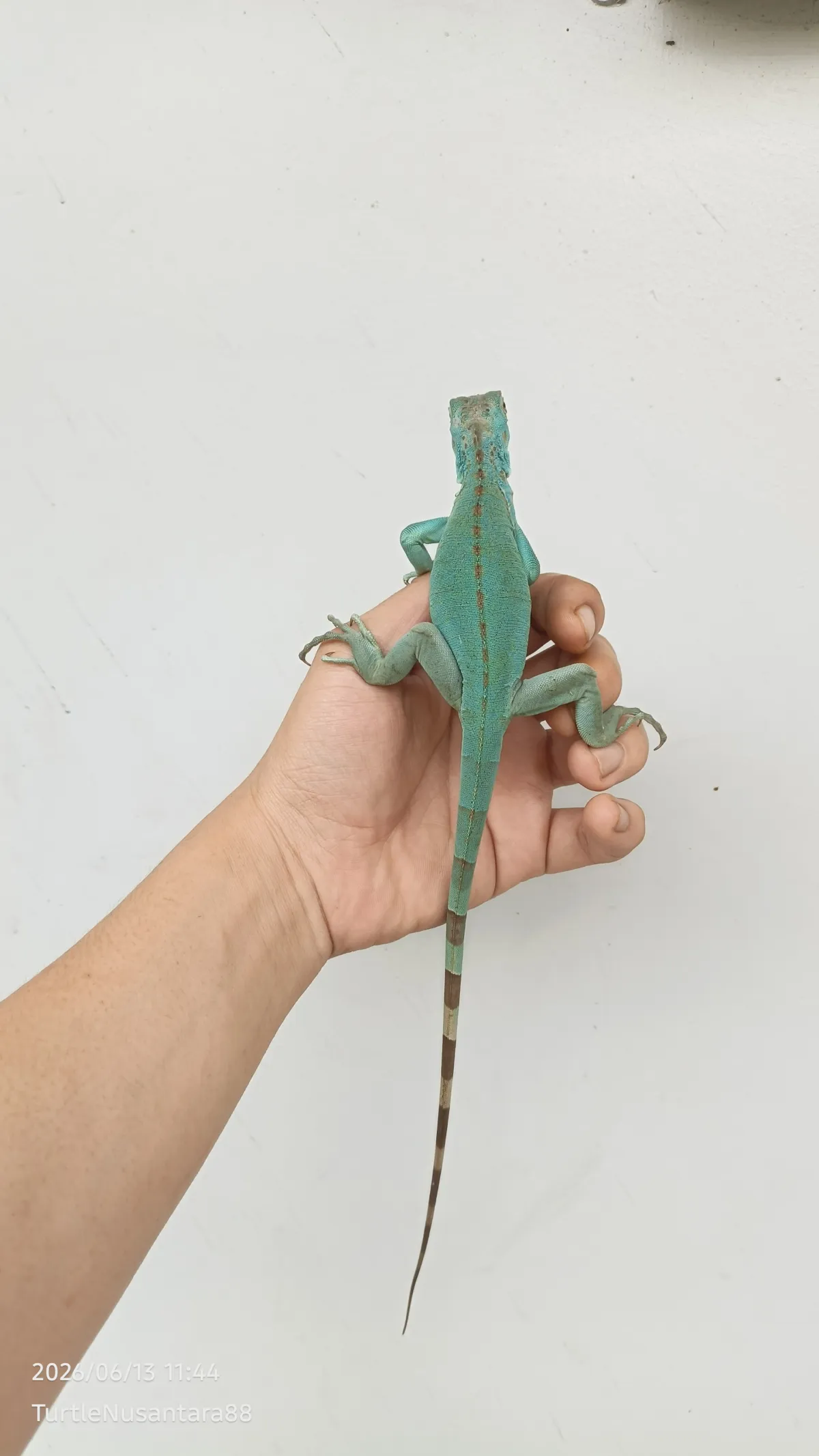 Blue Iguana