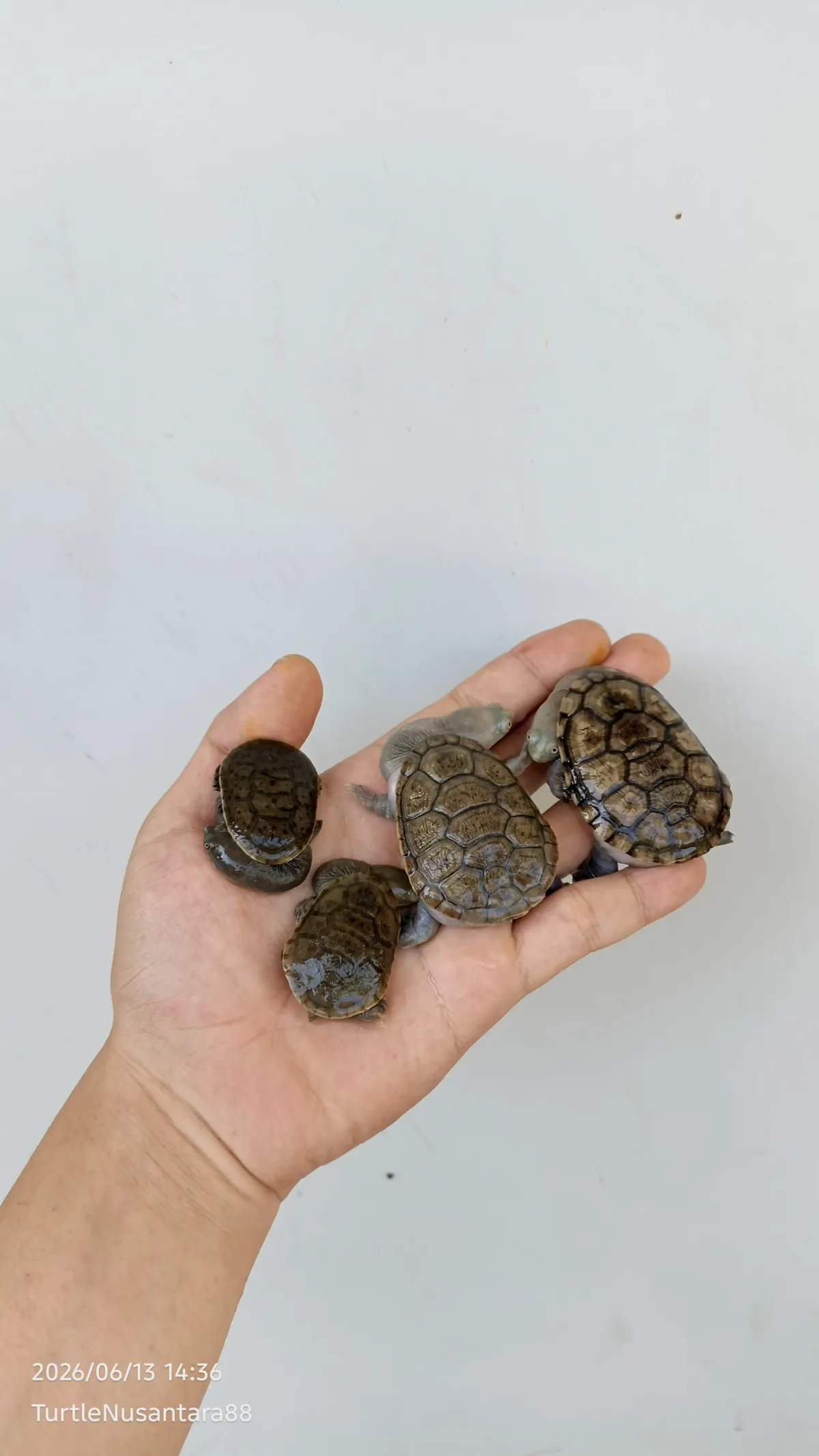 KURA SIEBENROCKY