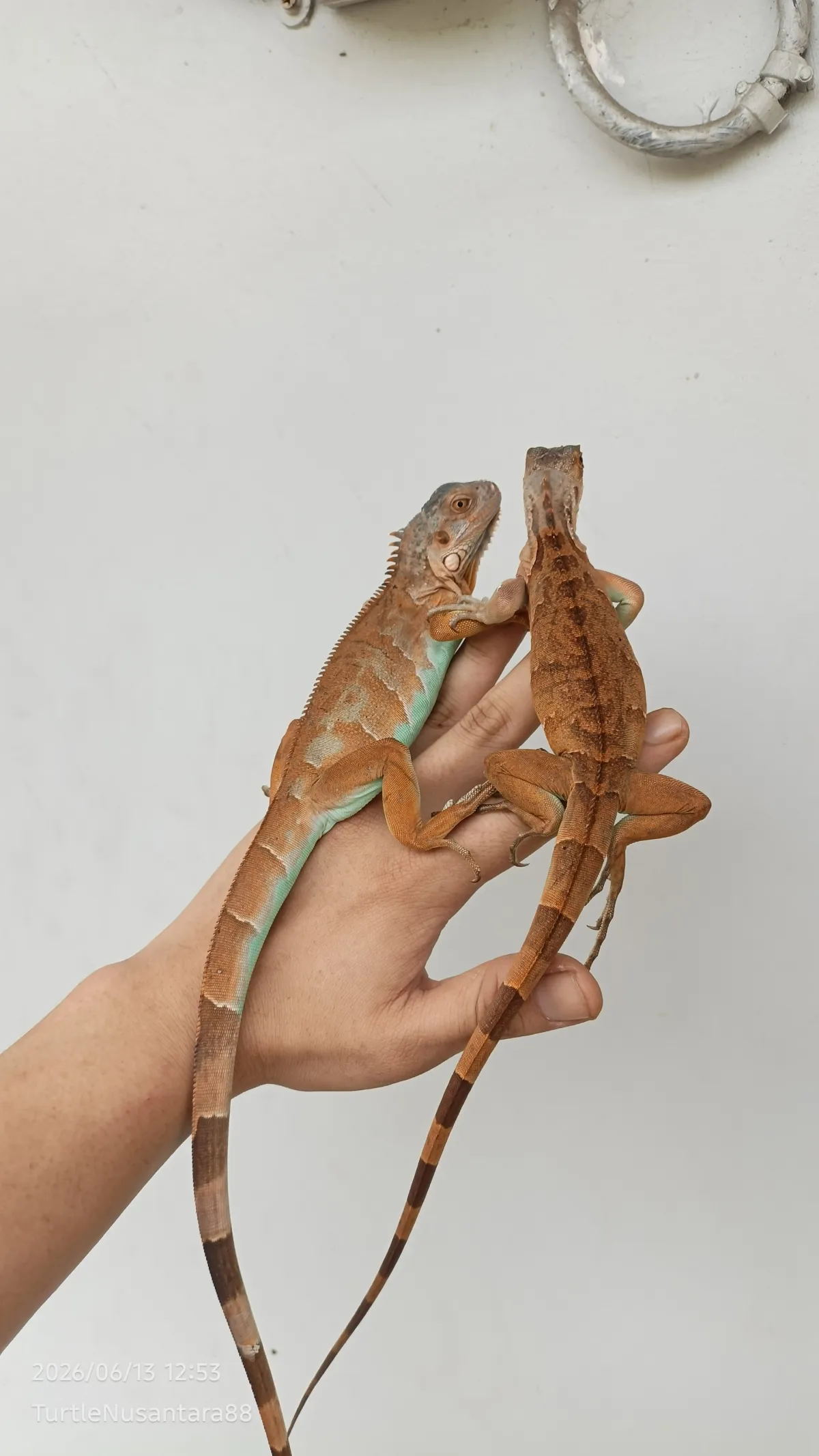 IGUANA BLUE RED