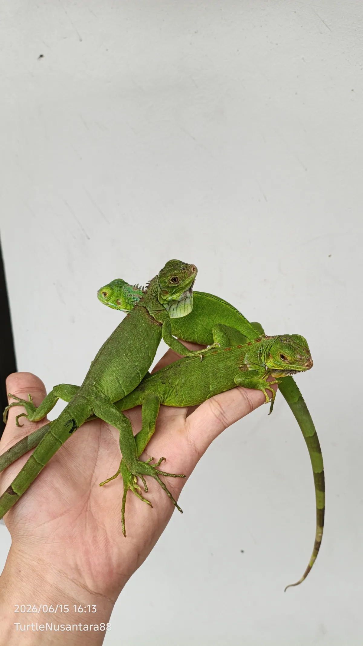IGUANA GREEN