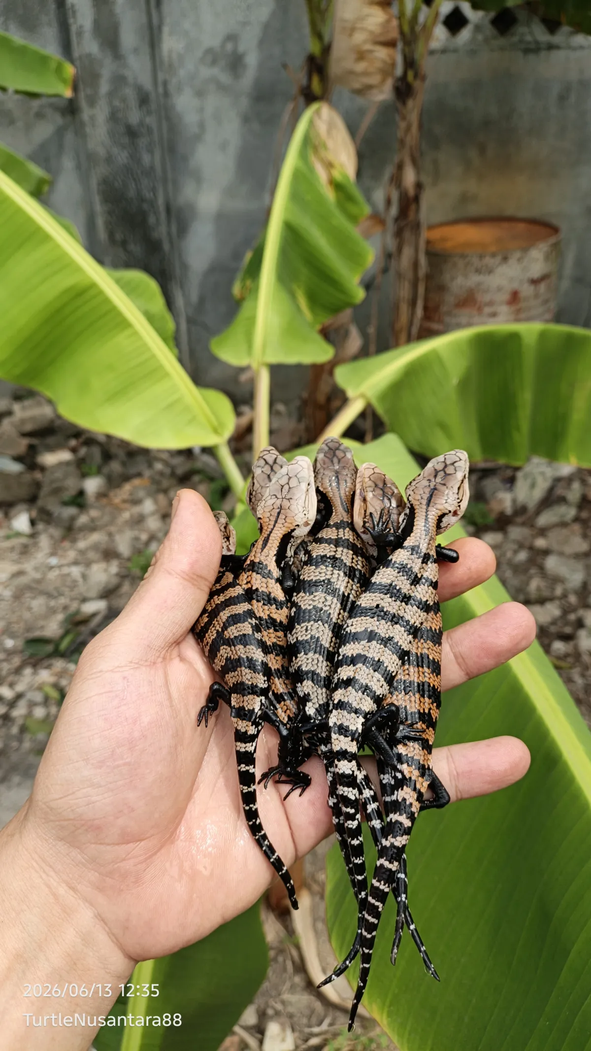 PANANA HALMAHERA