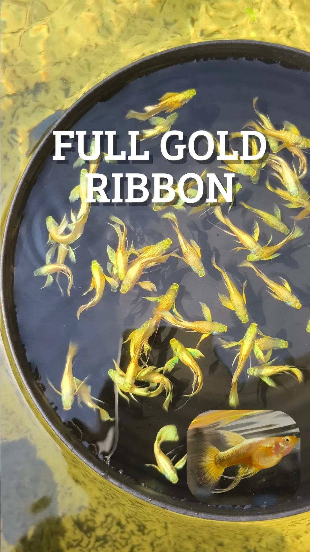 Guppy Full Gold Ribbon