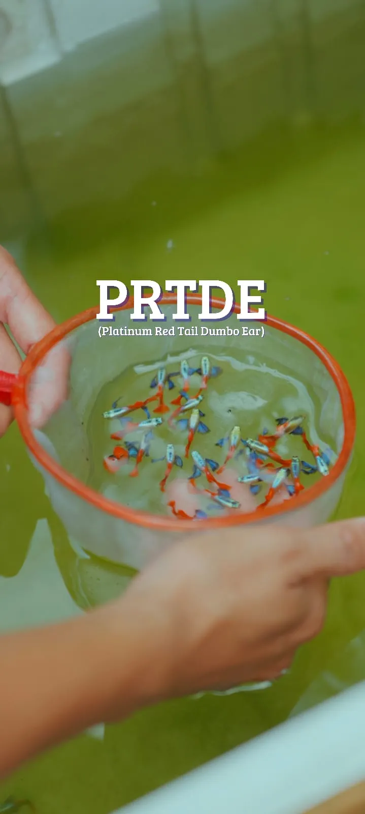 Guppy PRTDE (Platinum Red Tail Dumbo Ear)