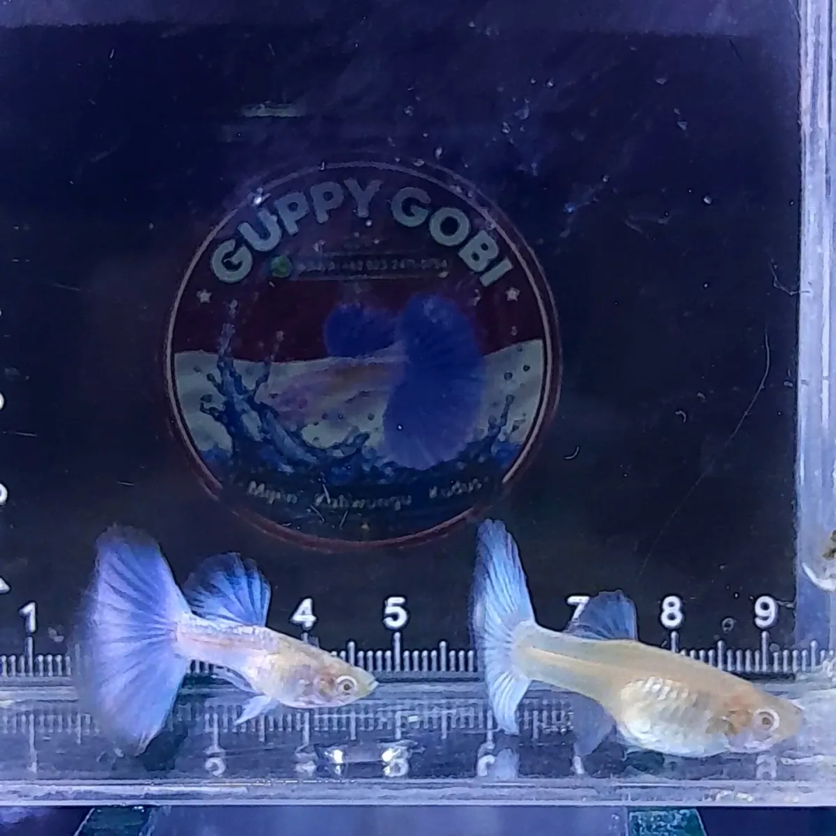 Albino blue topaz big dorsal halfmoon juve 💦