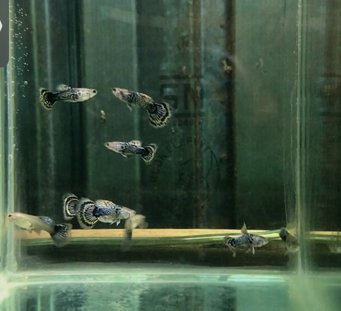 Guppy Dragon Metalik
