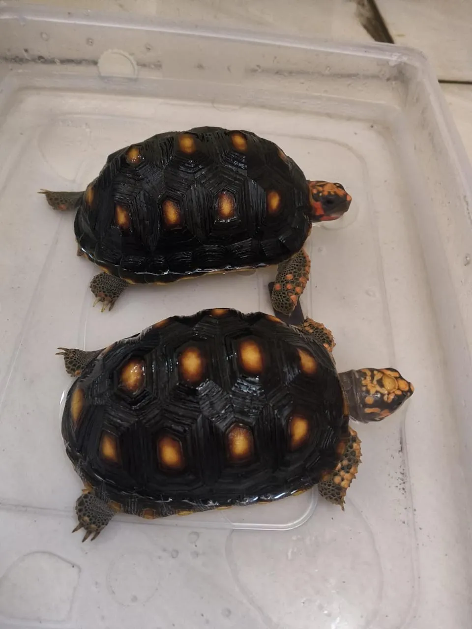 Redfoot Tortoise (Kura-kura Kaki Merah)