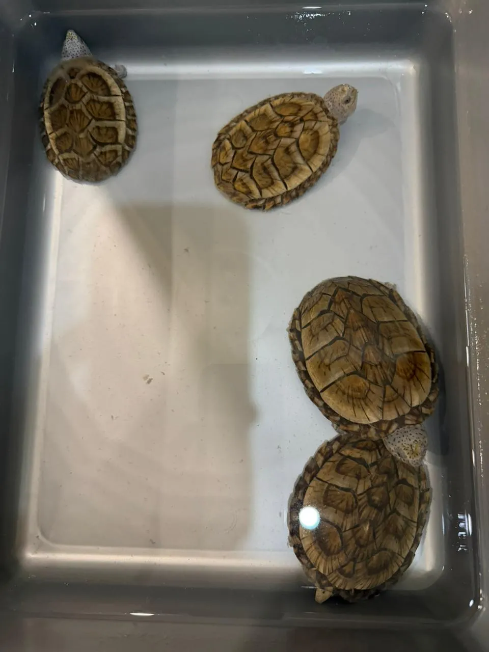 Razorback Musk Turtle