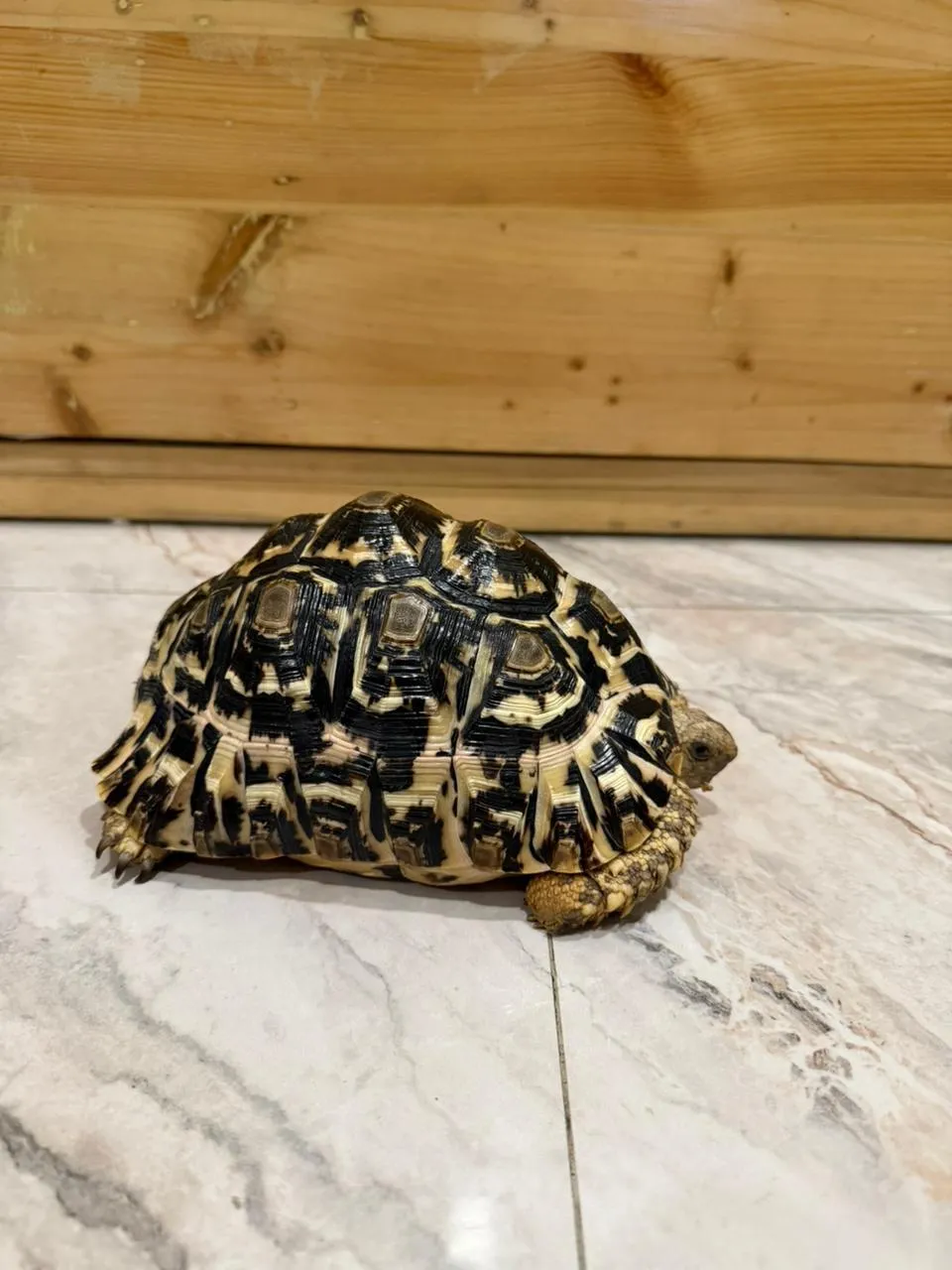 Leopard Tortoise / Pardalis