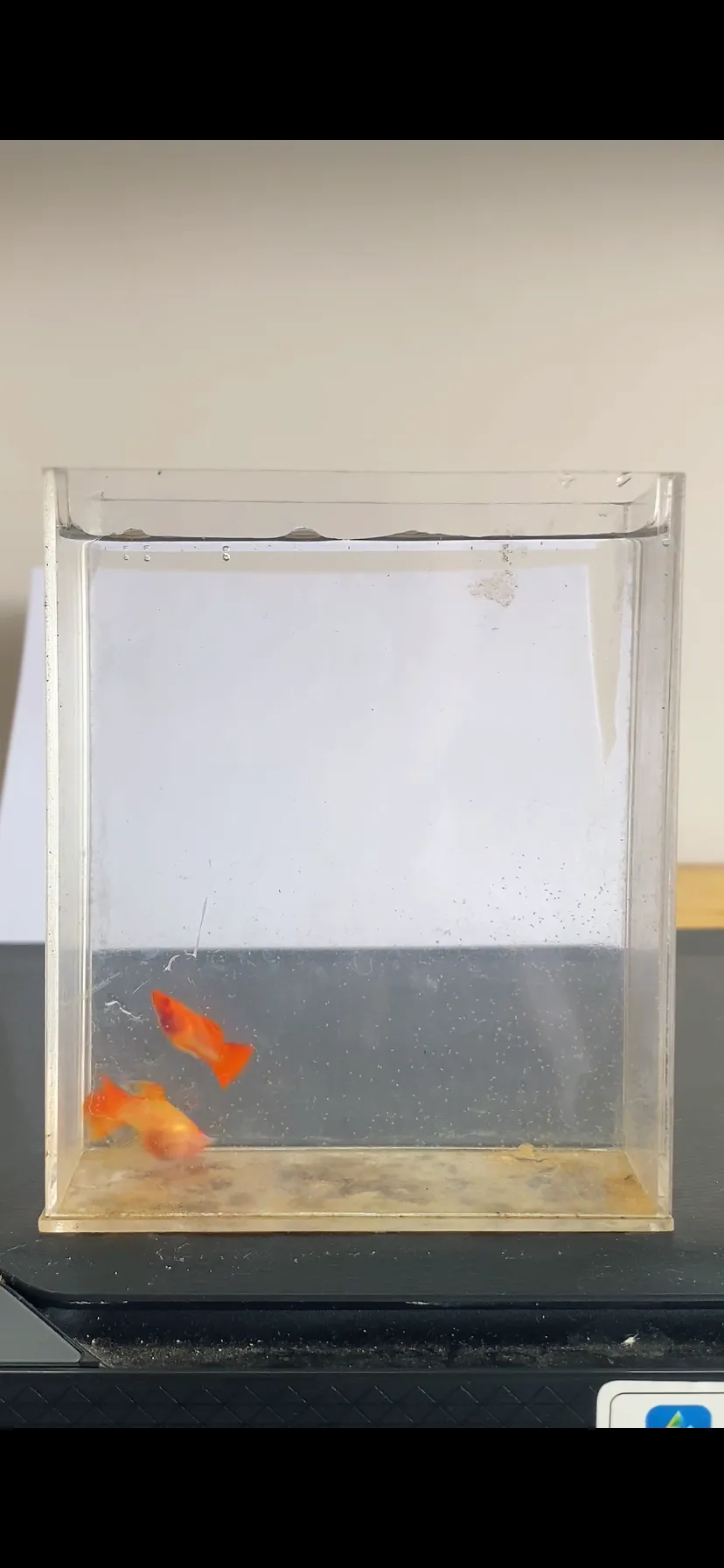 ikan guppy albino koi short boddy glas belly ribon fin c