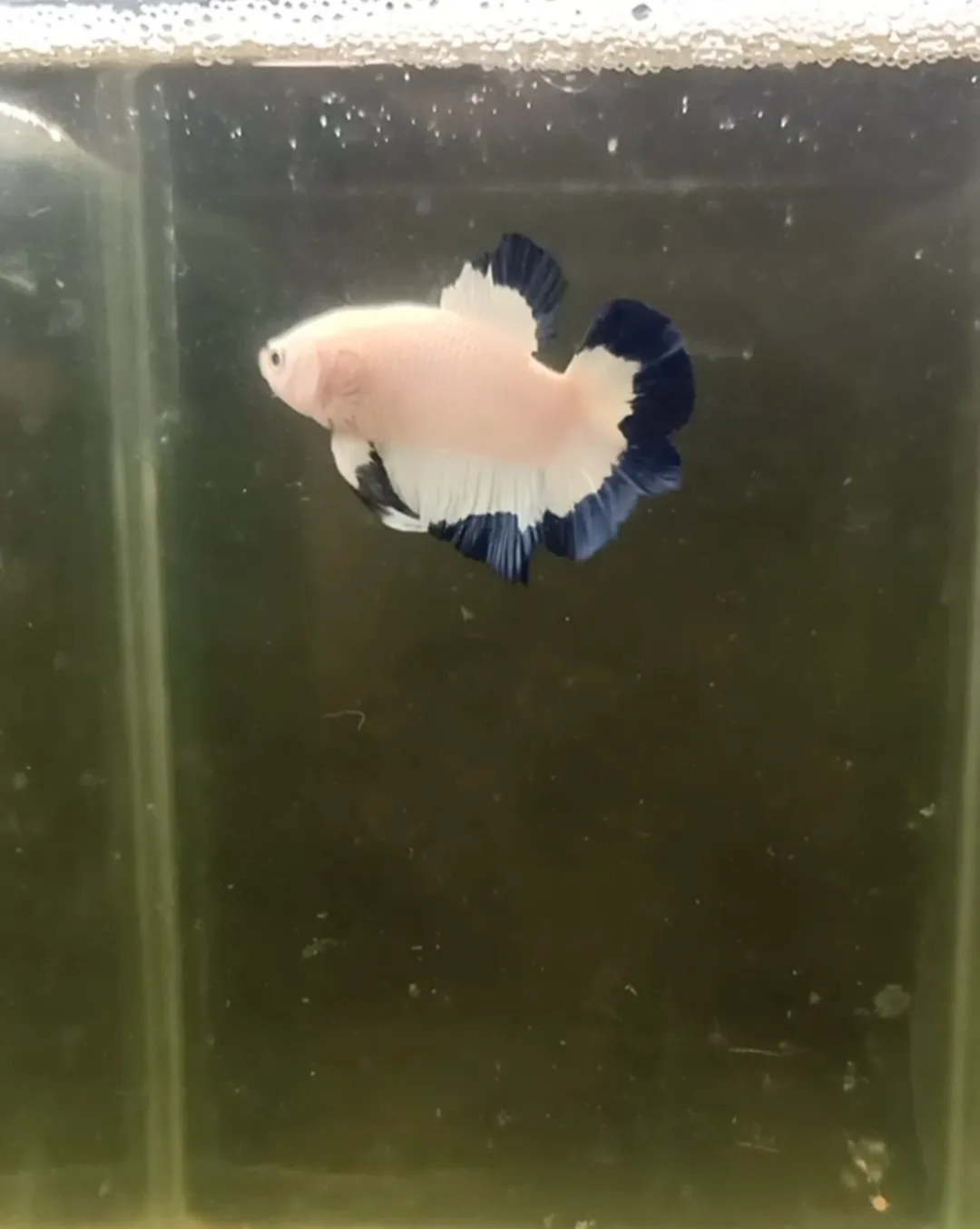 Cupang PK Blue Rim Double Tail