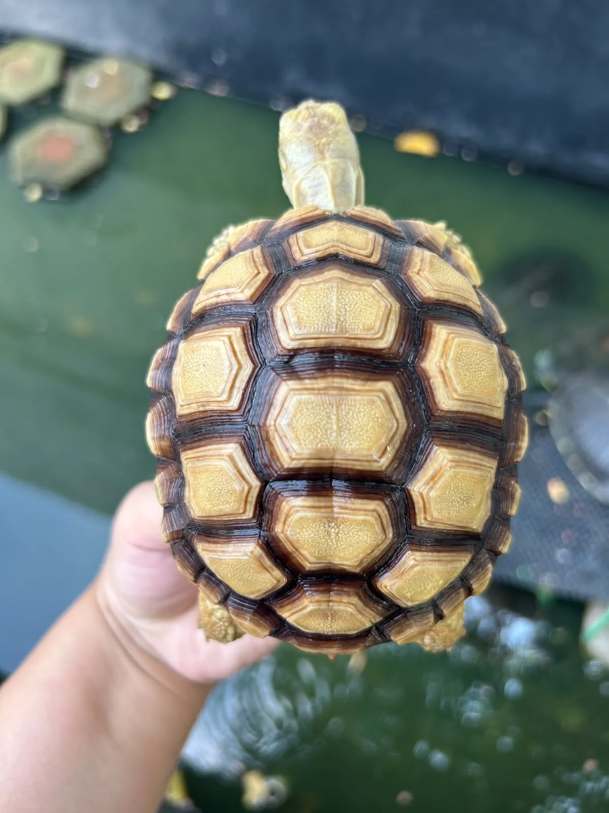 Sulcata Tortoise