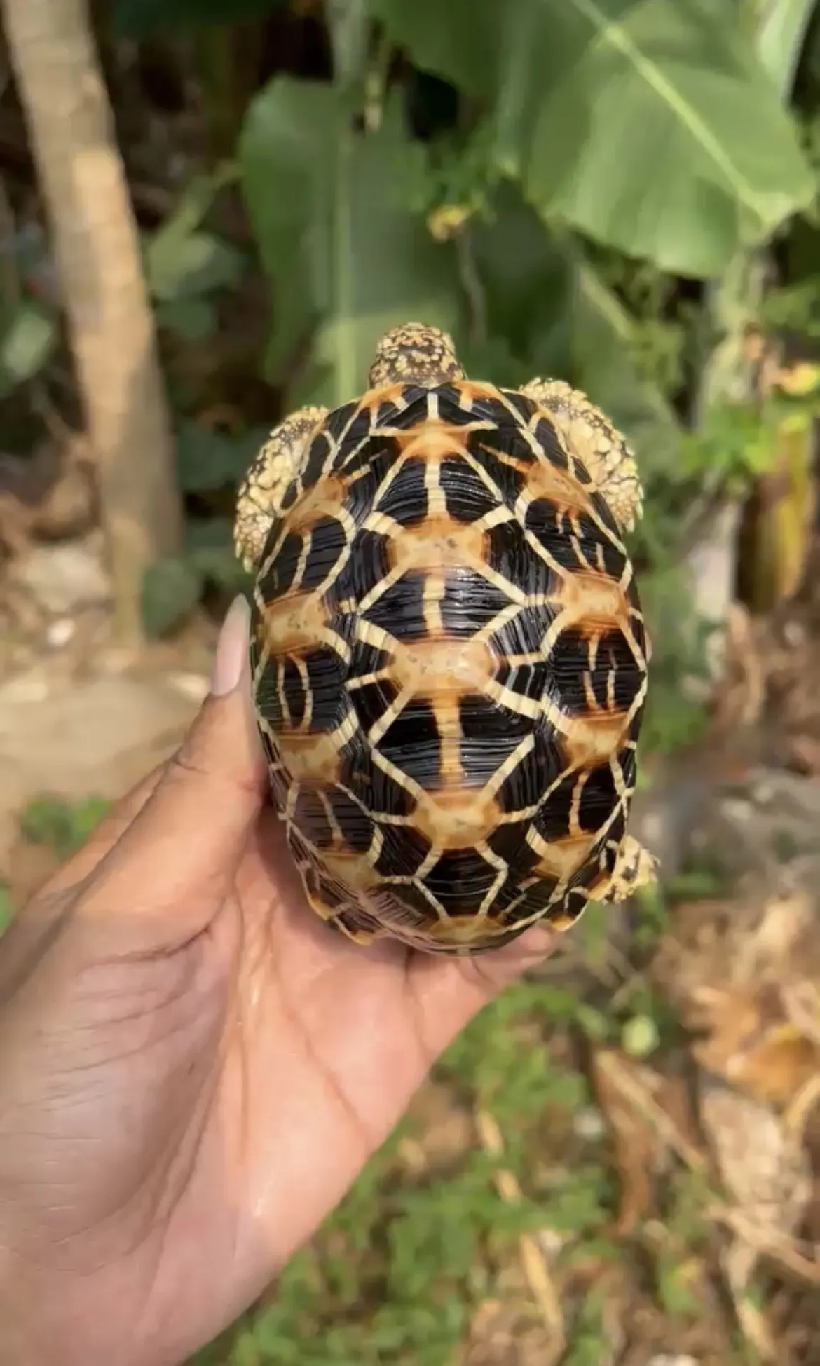 Kura-kura indian star betina
