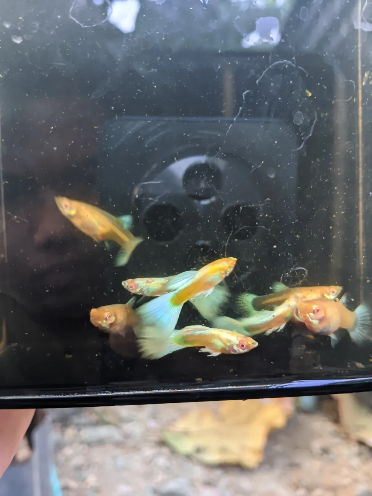 Ikan Guppy Sky Blue Normal