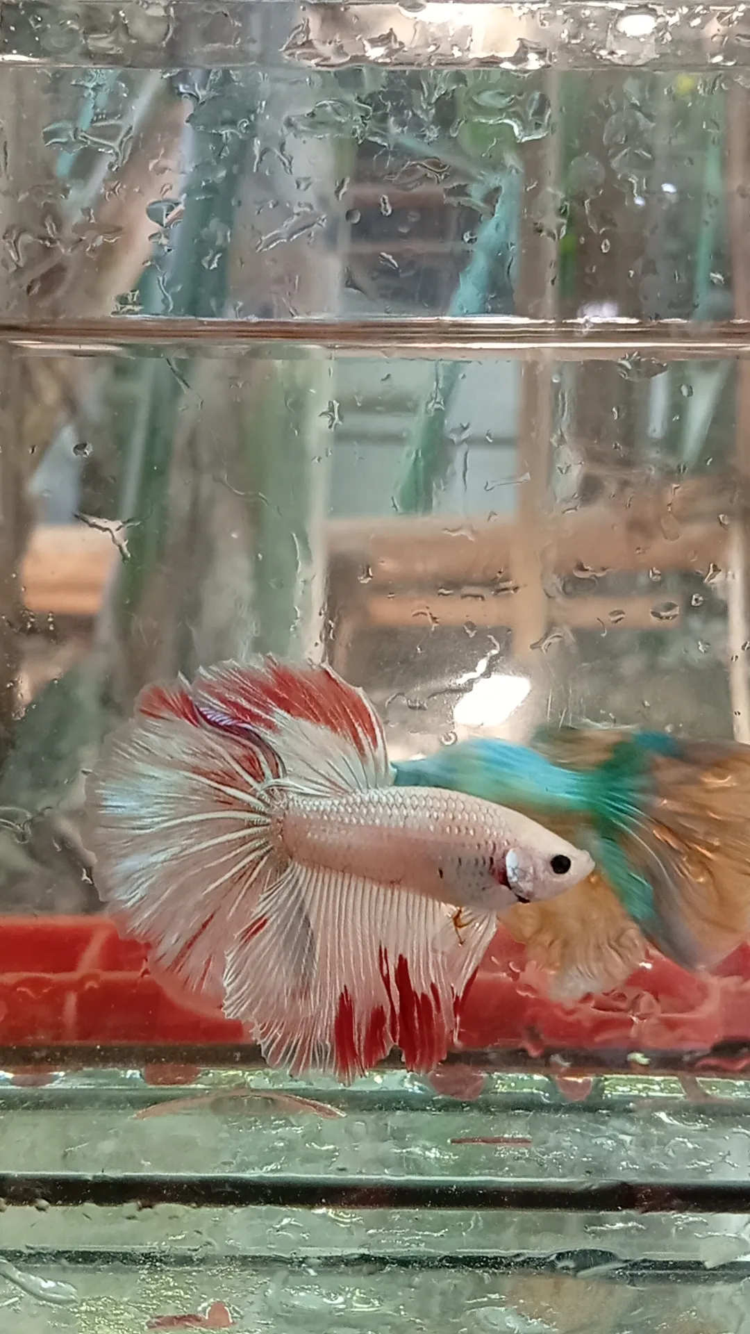 Ikan Cupang Halfmoon