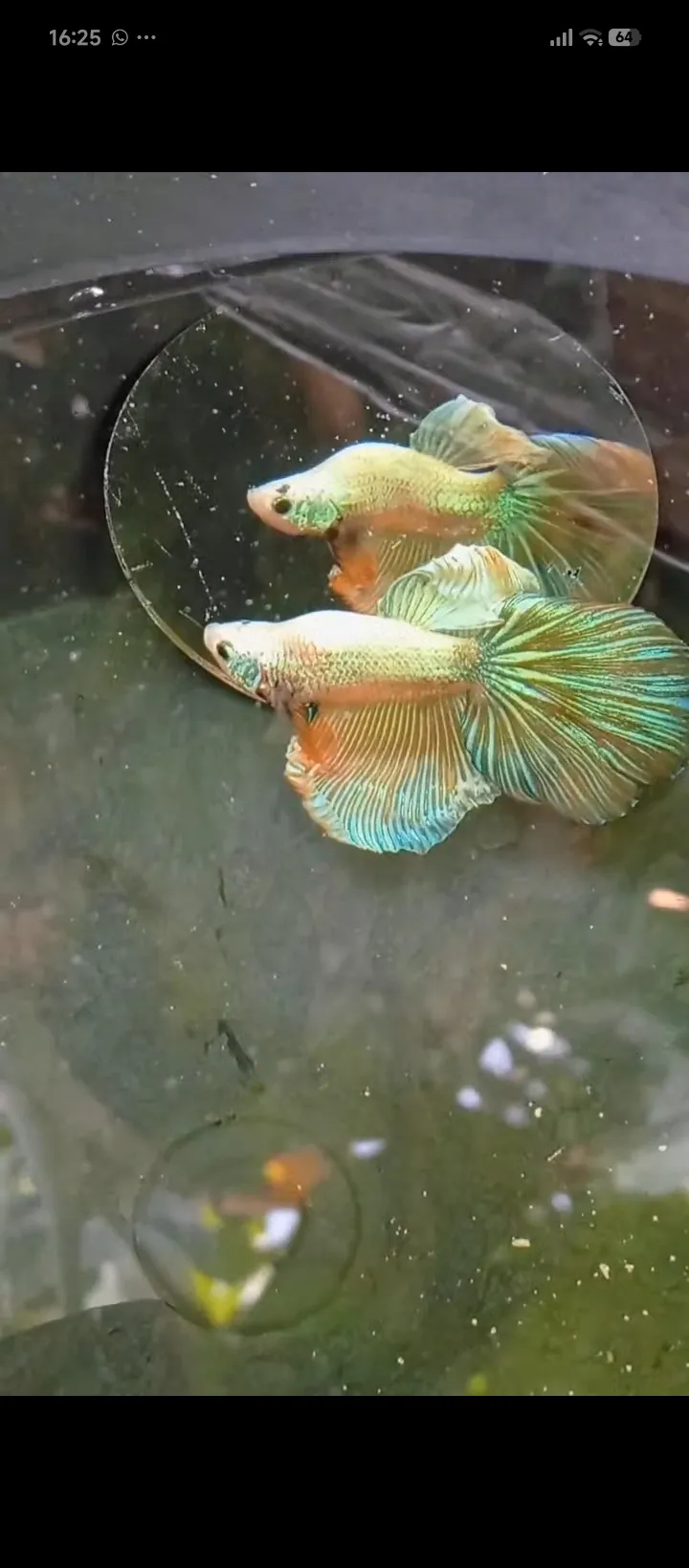 Ikan Cupang Halfmoon