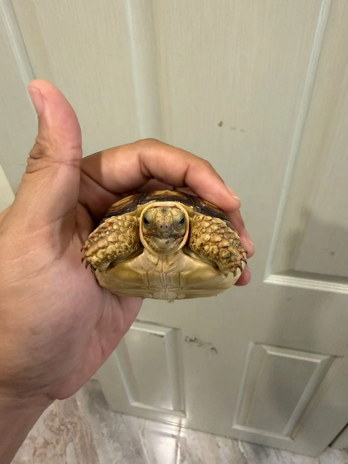 Sulcata