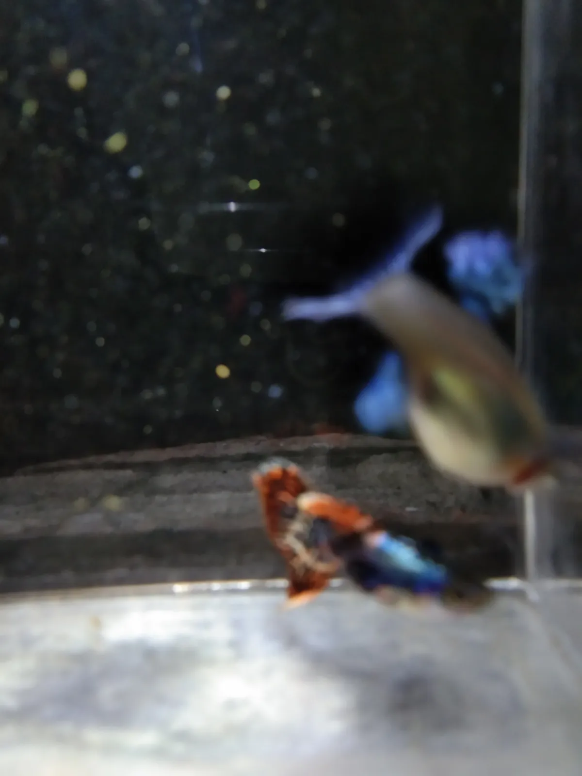 ikan guppy prembe