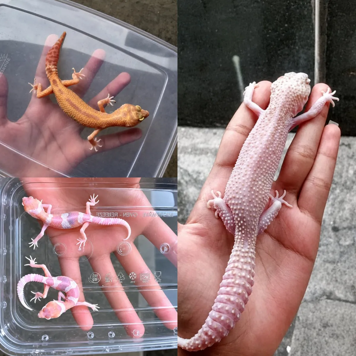 4Gecko Campuran Baby-Juve-Dewasa