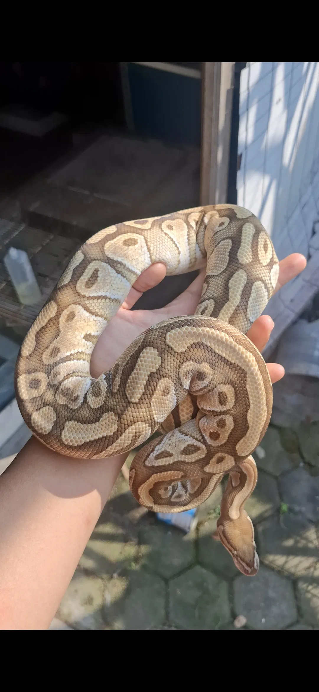 Ball Phyton Butter Vanilla