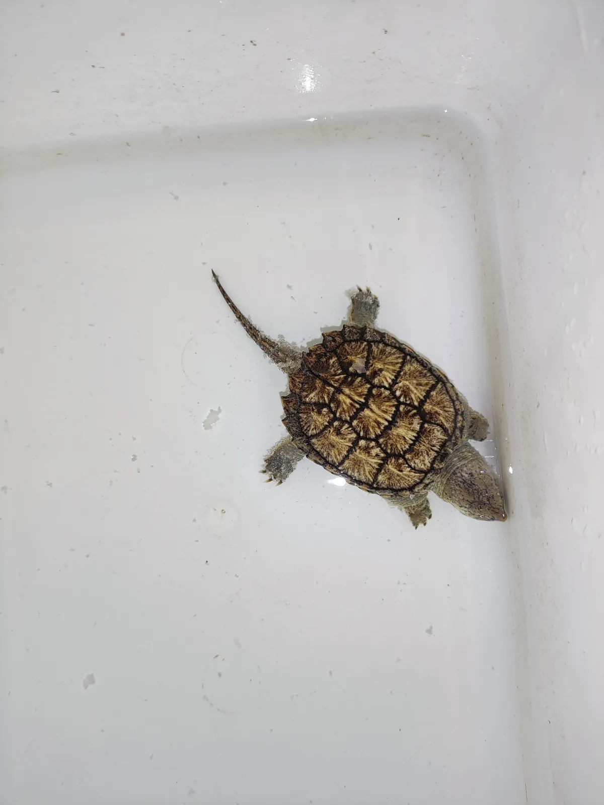Common Snapping Turtle
