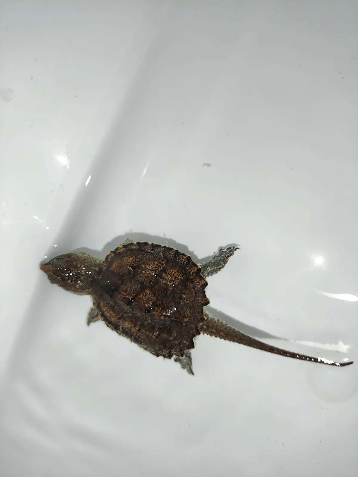 Common Snapping Turtle
