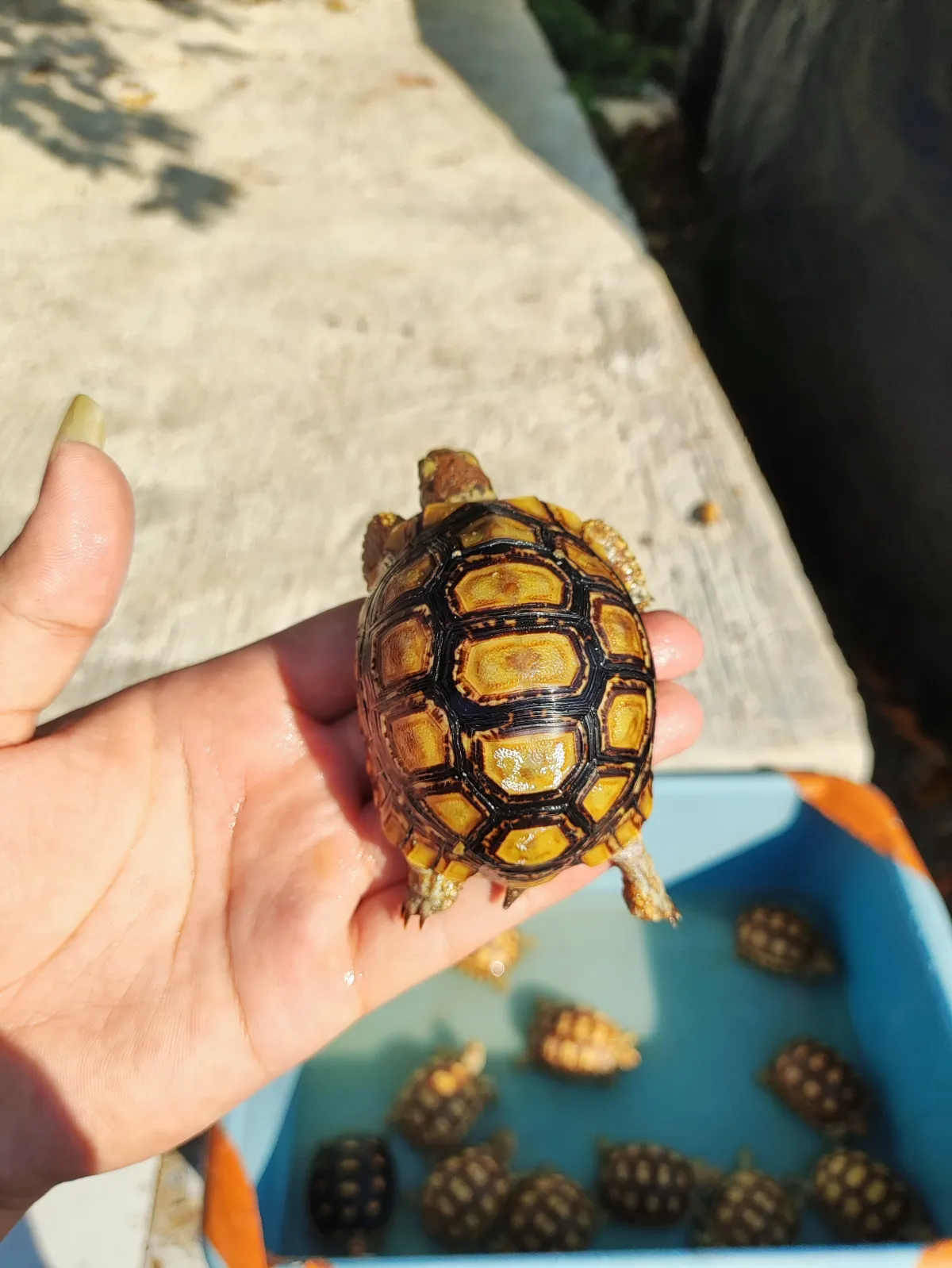 Pardalis 8cm