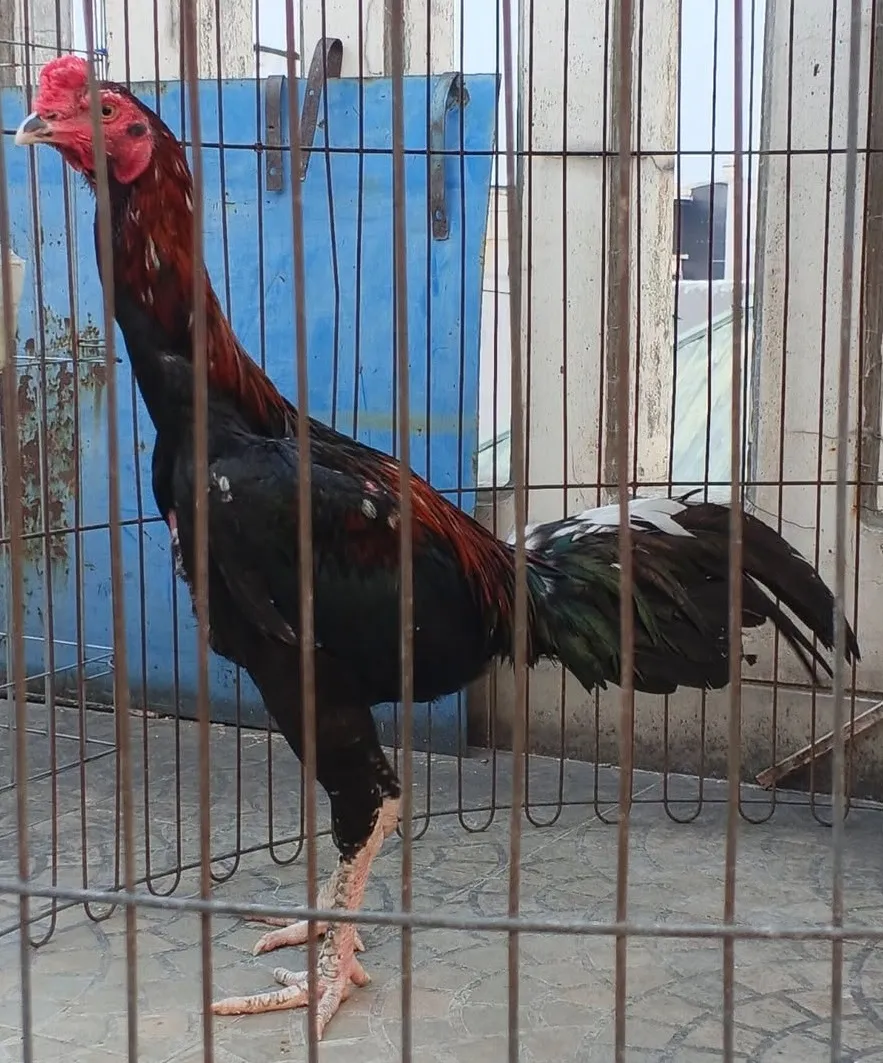 Ayam Pakhoy Jantan