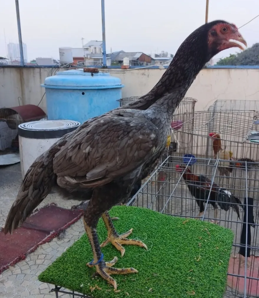 Ayam Pakhoy Bertina