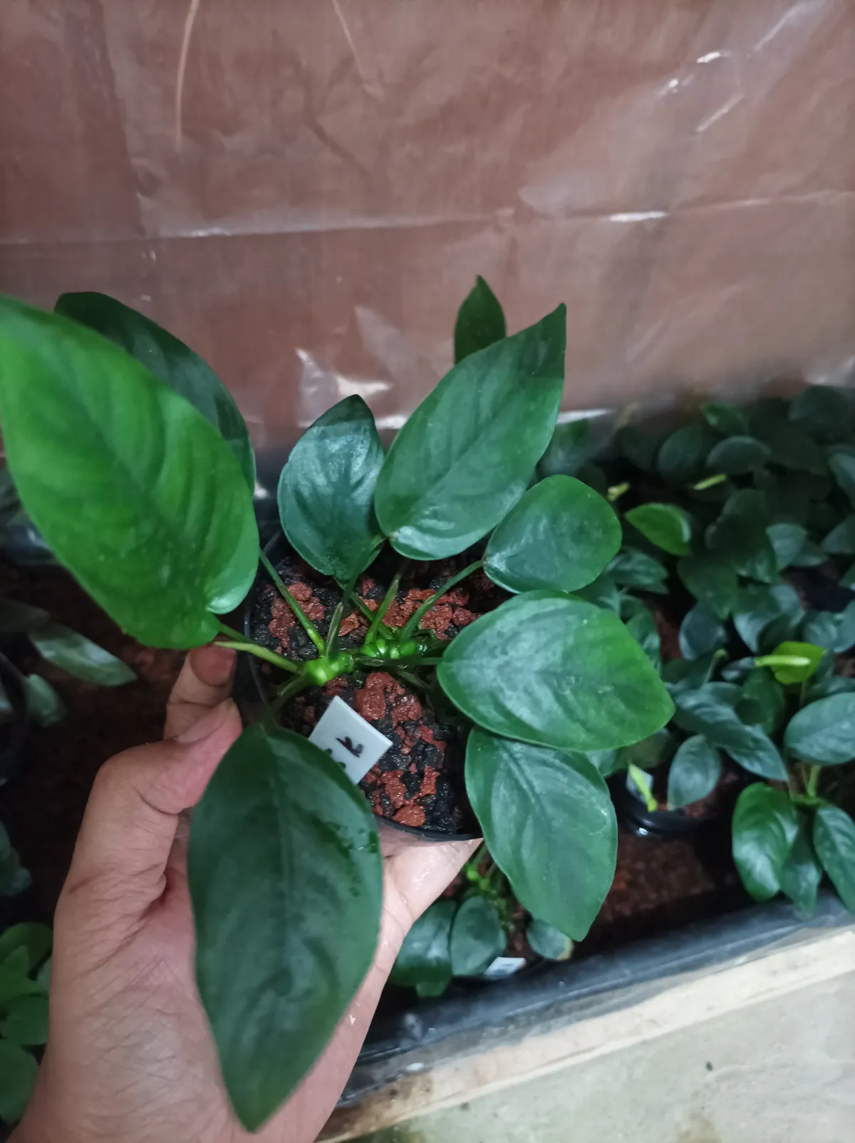 Anubias Nana