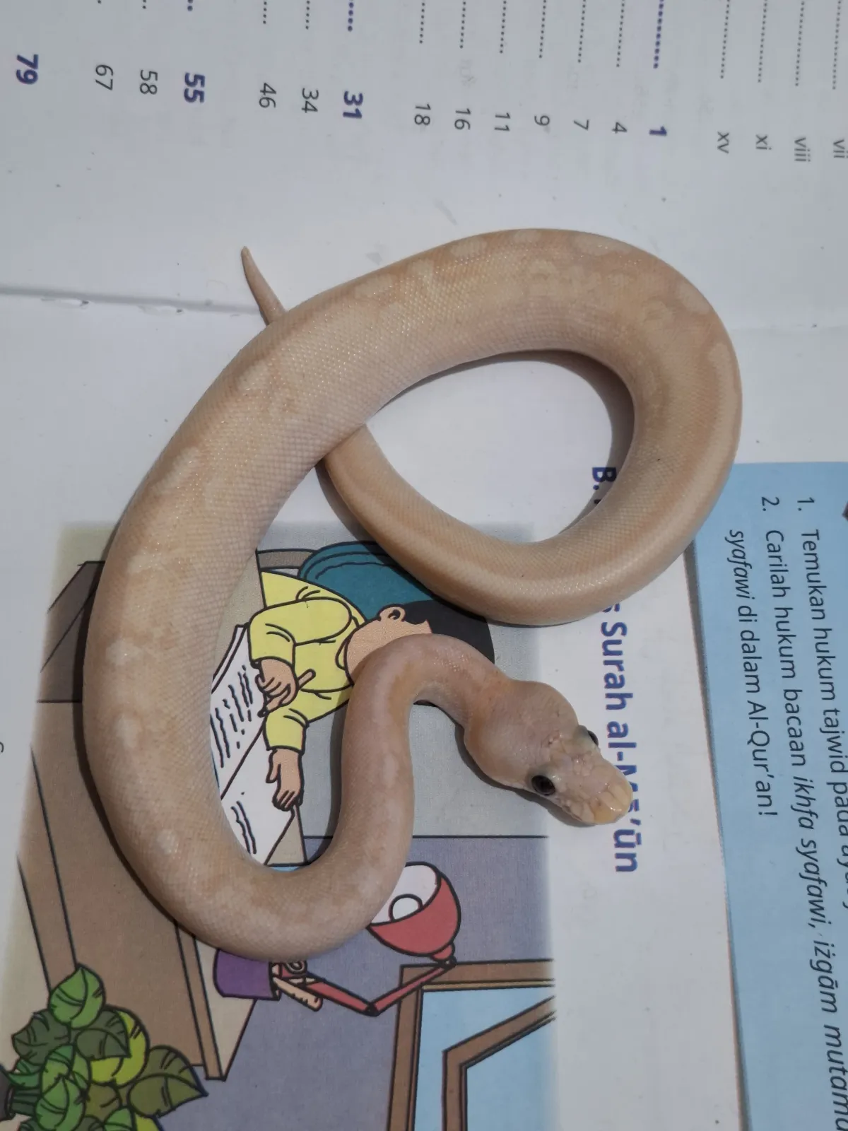 Banana Champagne Female