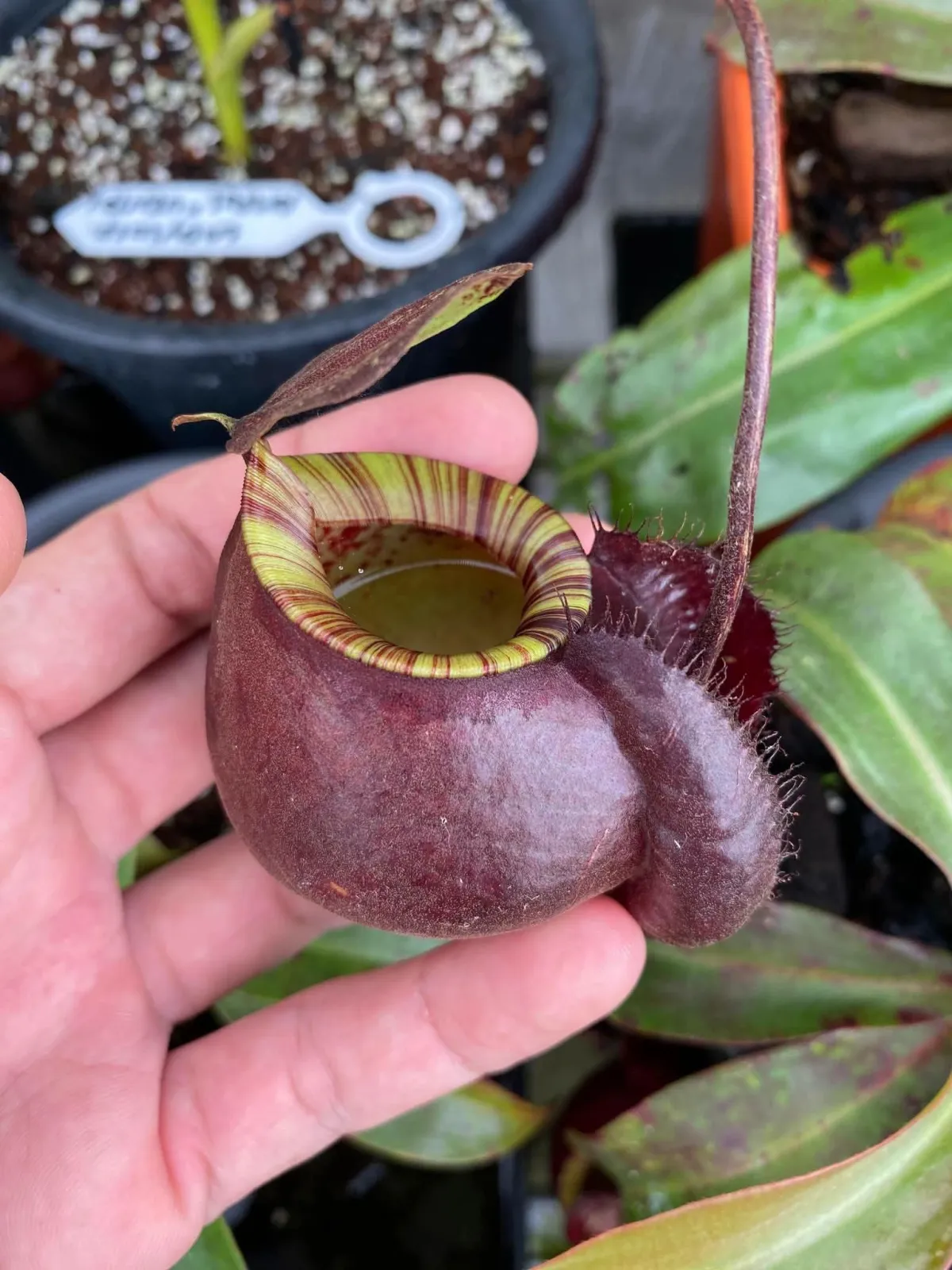 Kantong Semar (Viking×Ampullaria Black Miracle)×Hookeriana