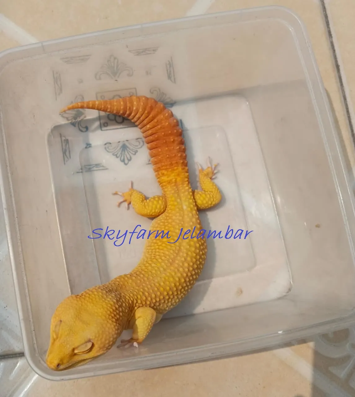 Leopard Gecko