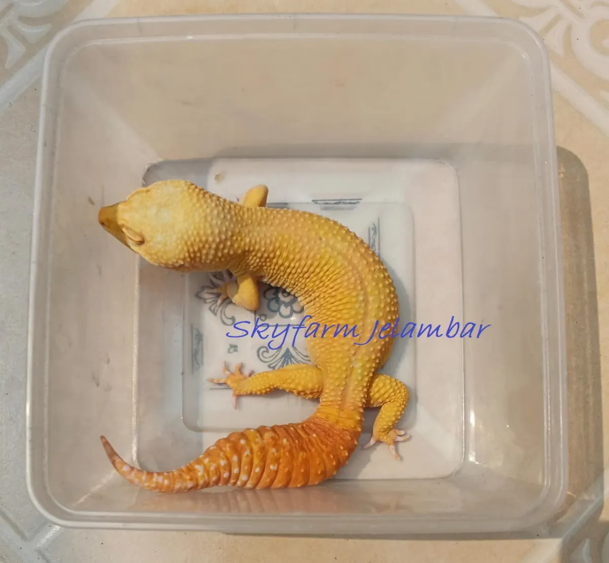 Leopard Gecko