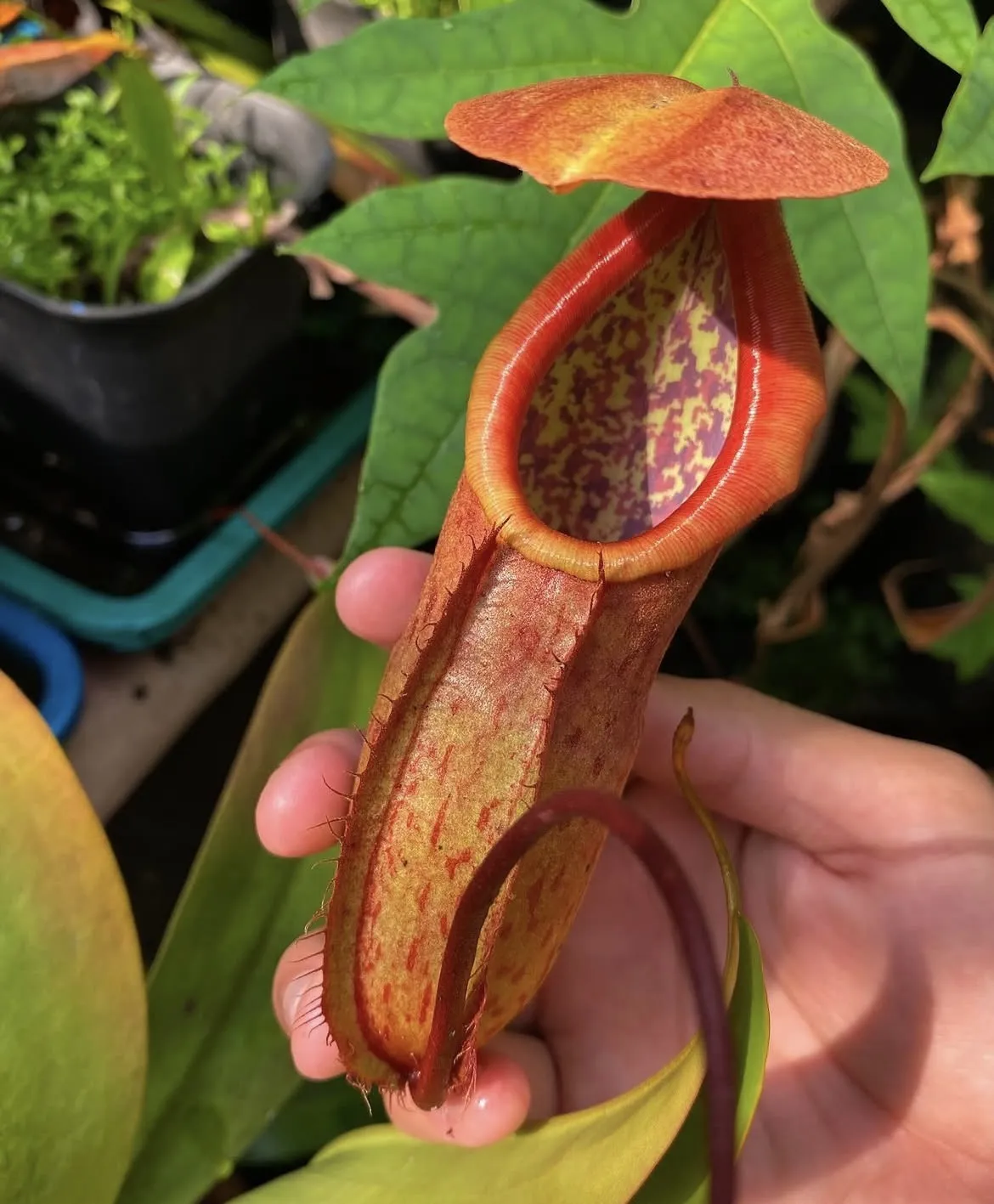 N.Kampotiana x Northiana “Female”