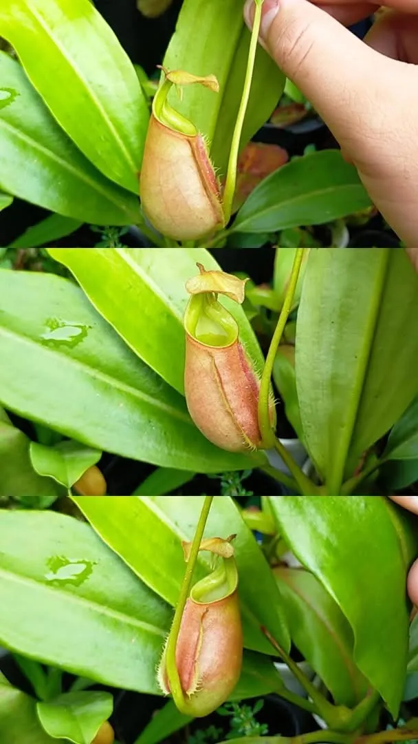 Nepenthes Bicalcarata