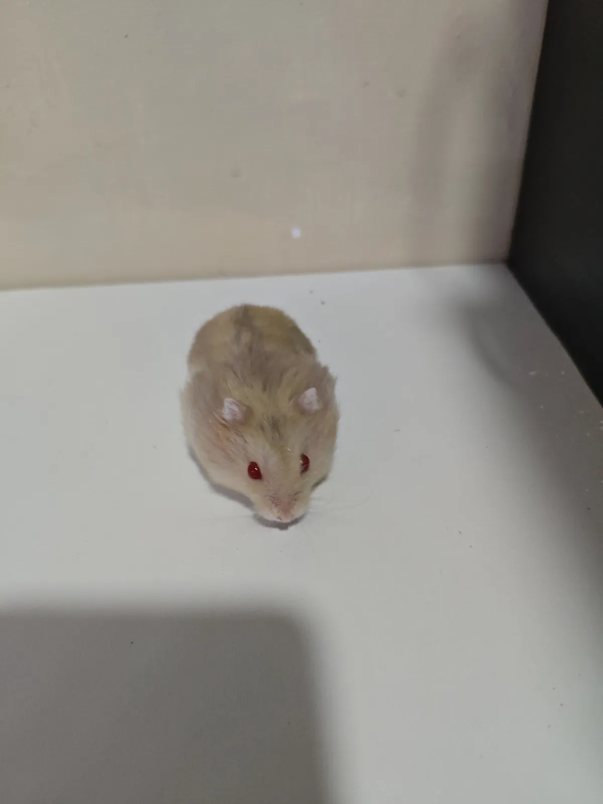 Hamster