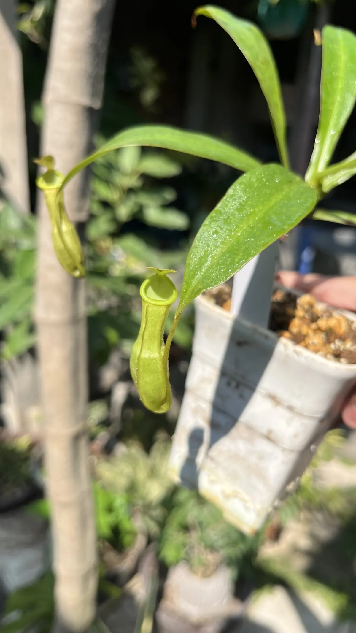 N.Mirabilis x Reinwardtiana