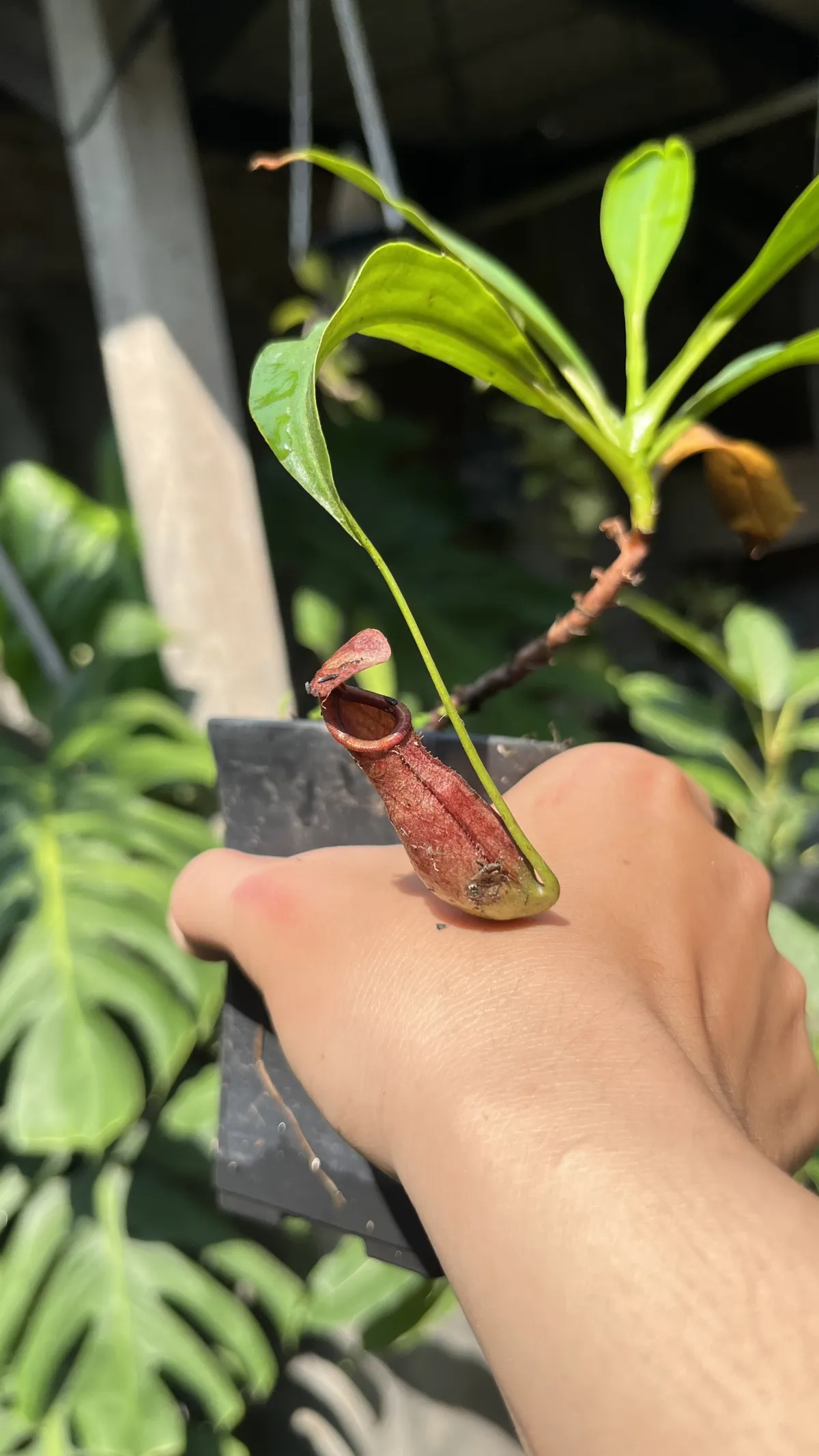 N.Mirabilis x Bicalcarata “Red Clone”