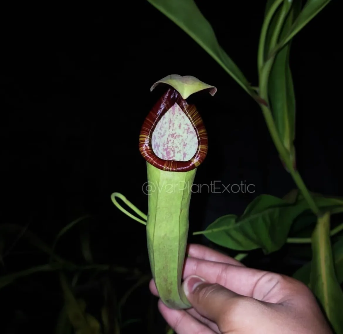 N.Mirabilis x Thorelii “Female”