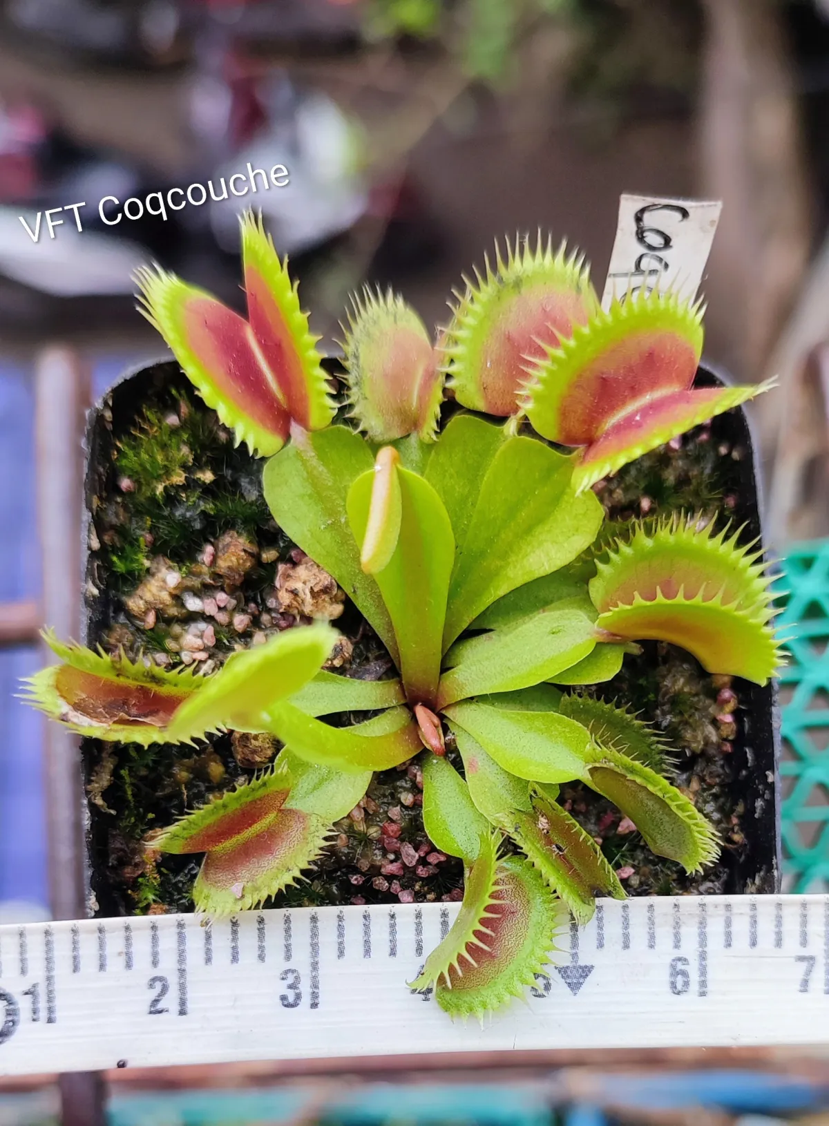 Venus flytrap Coqcouche