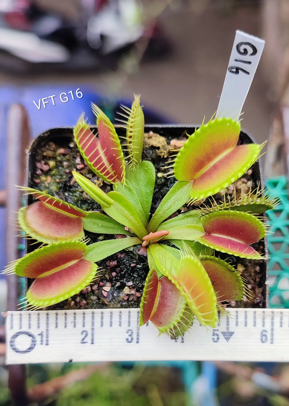 Venus flytrap G16
