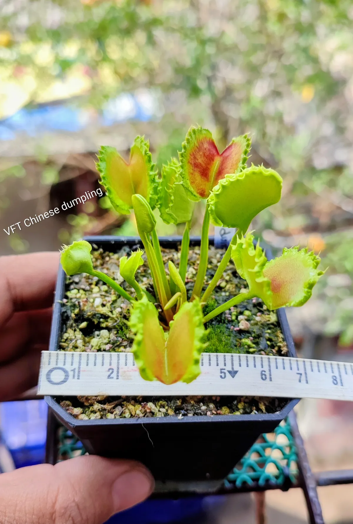 Venua flytrap Chinese dumpling