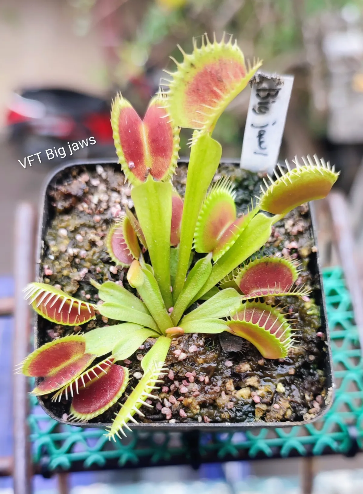 Venus flytrap Big jaws