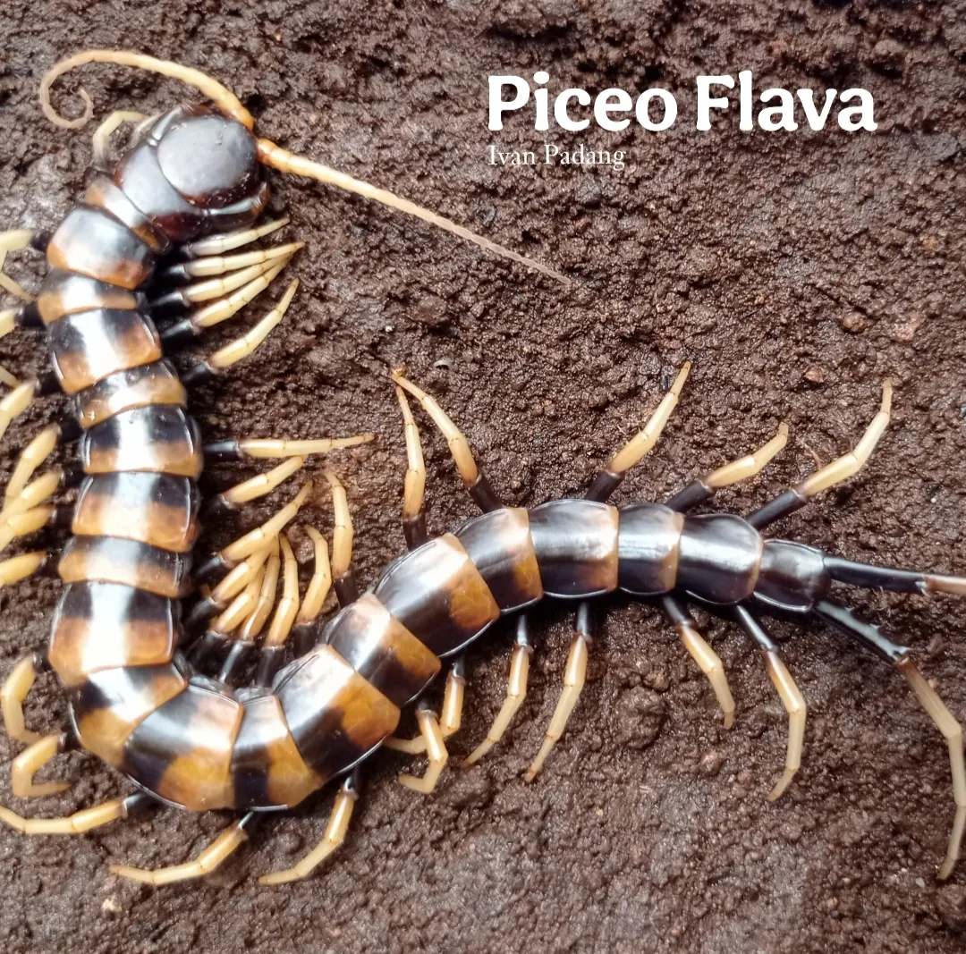Scolopendra Subspinipes Piceo Flava