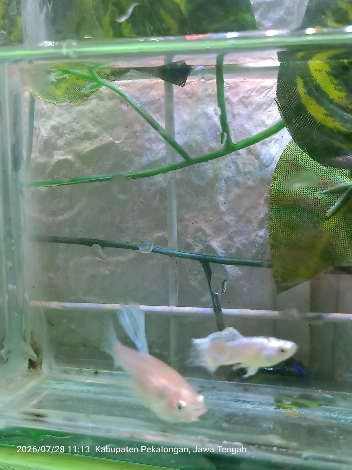 Guppy Snow White