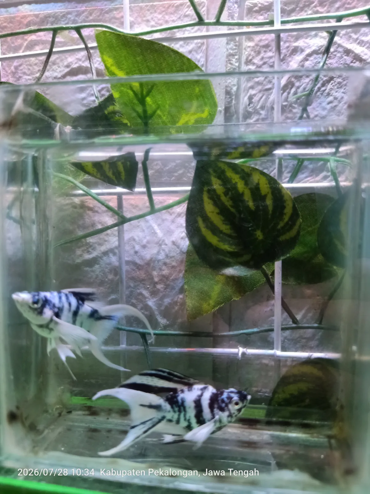 Molly Zebra