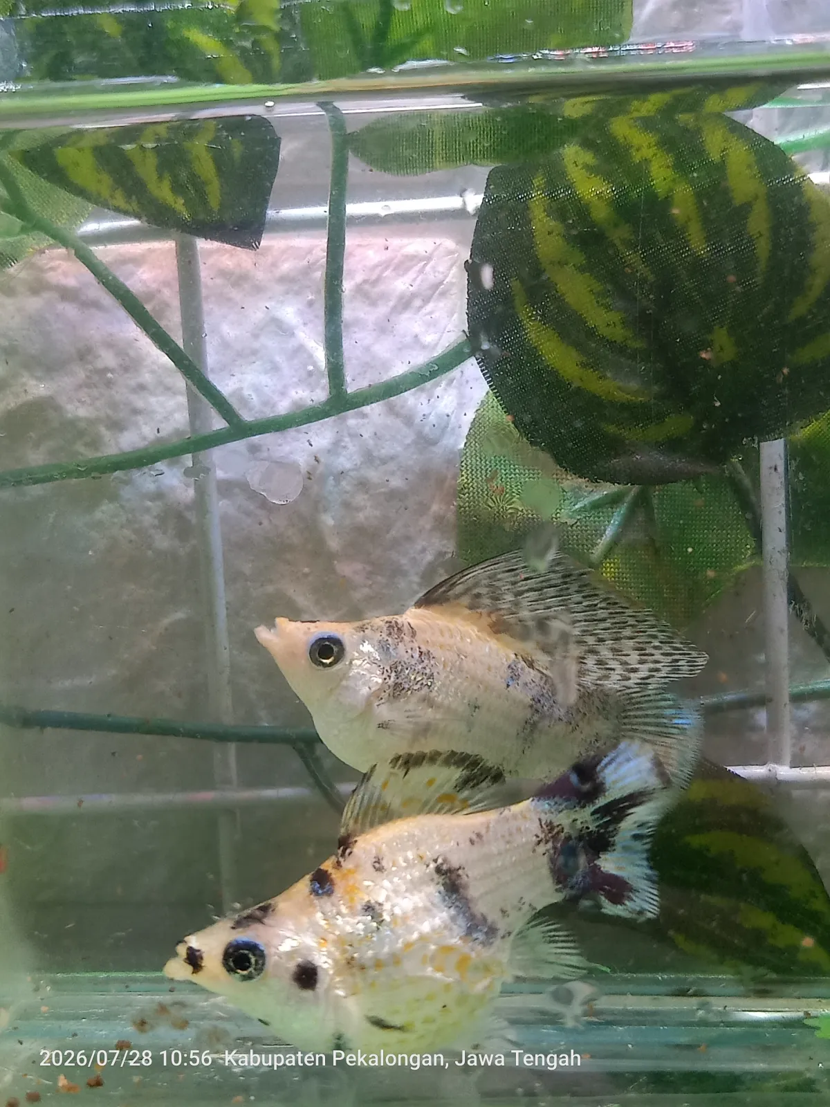 Molly Trico Sailfin