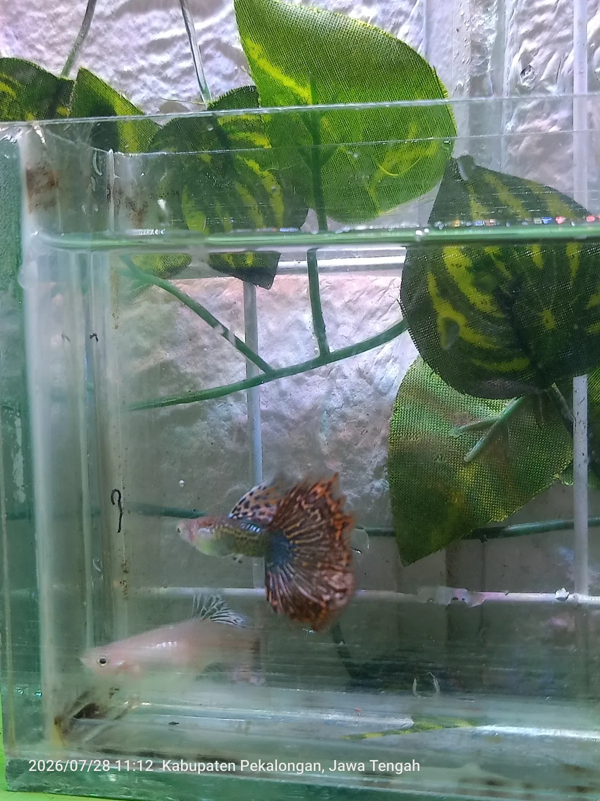 Guppy Red Dragon