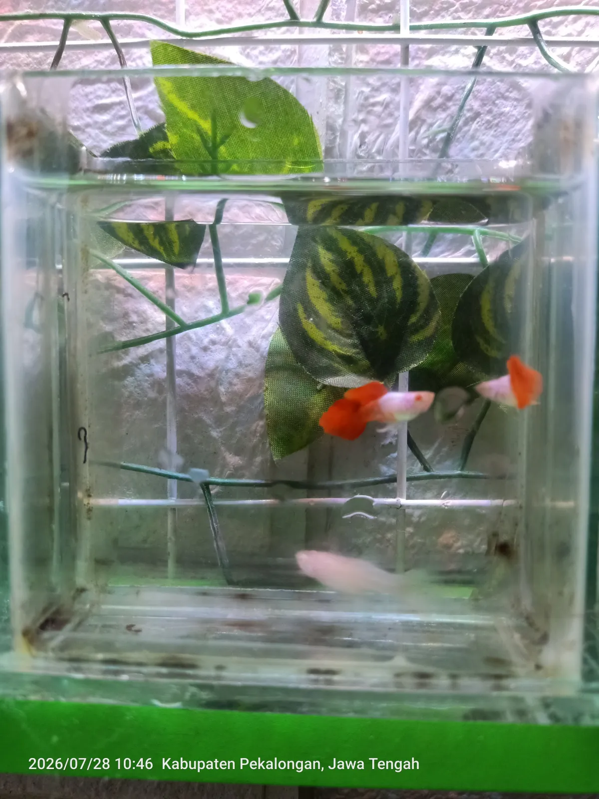 Guppy Albino Platinum Red Tail Short Body