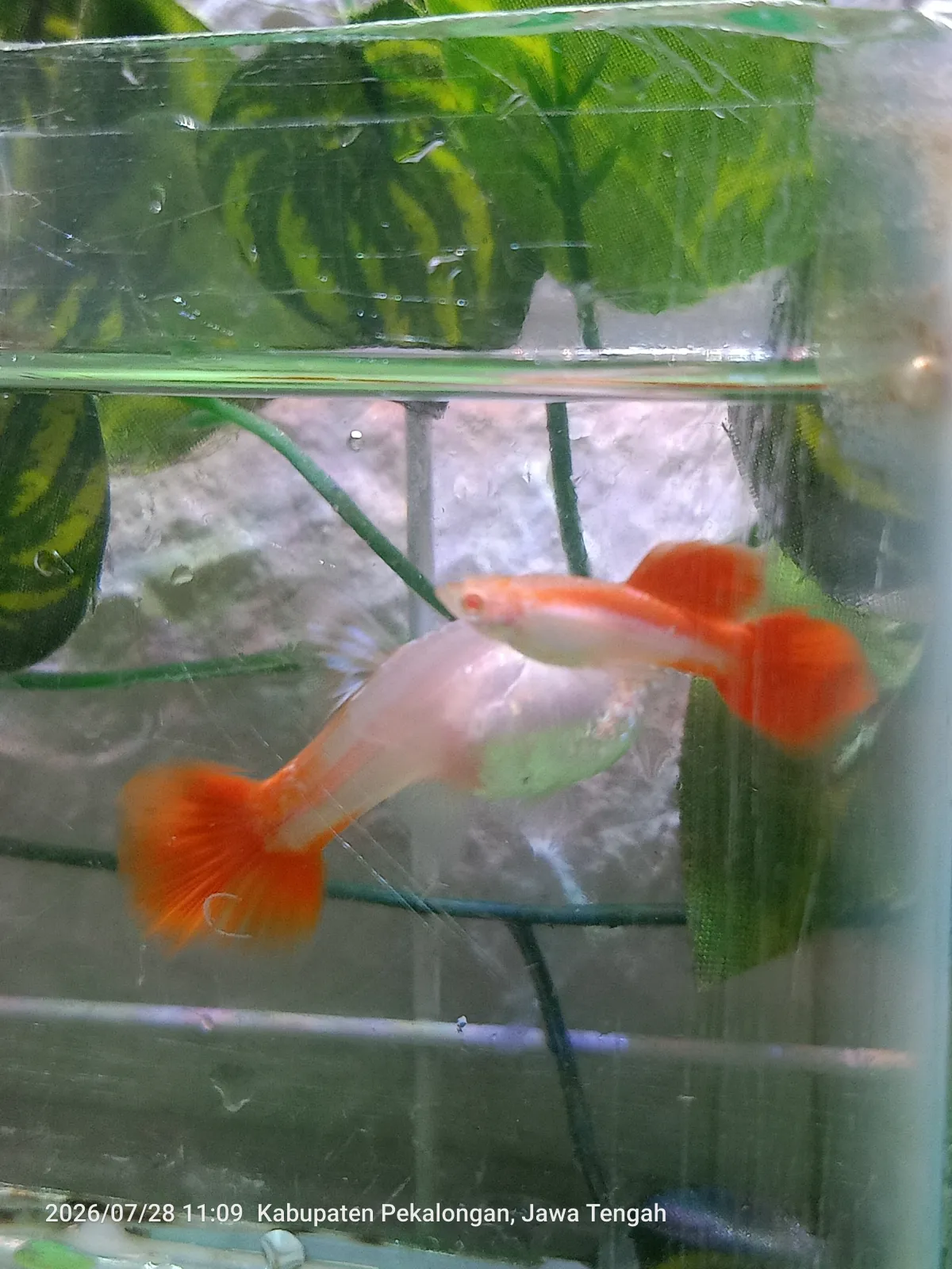 Guppy Albino Merah Putih